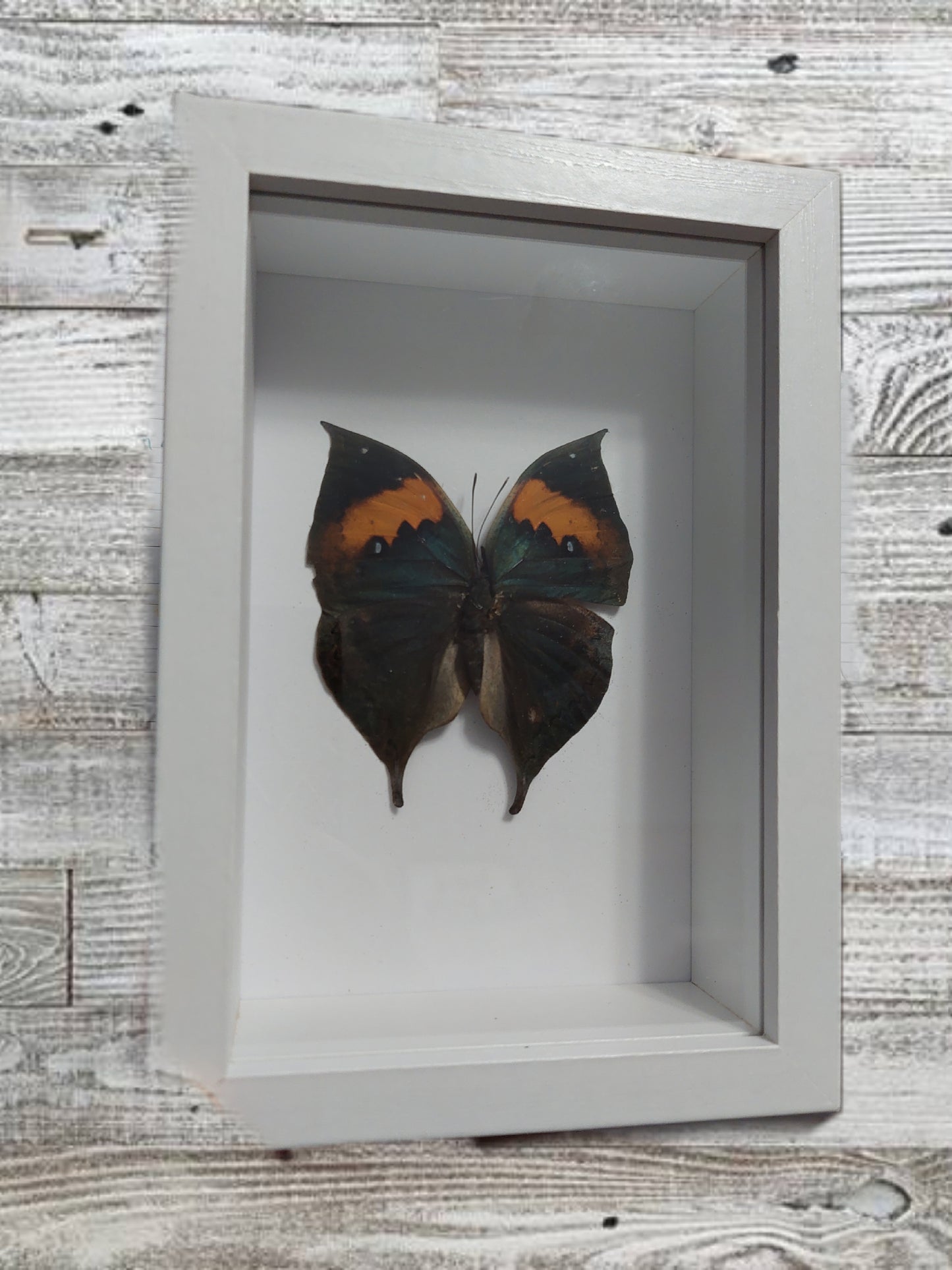 Handmade taxidermy butterfly shadow box