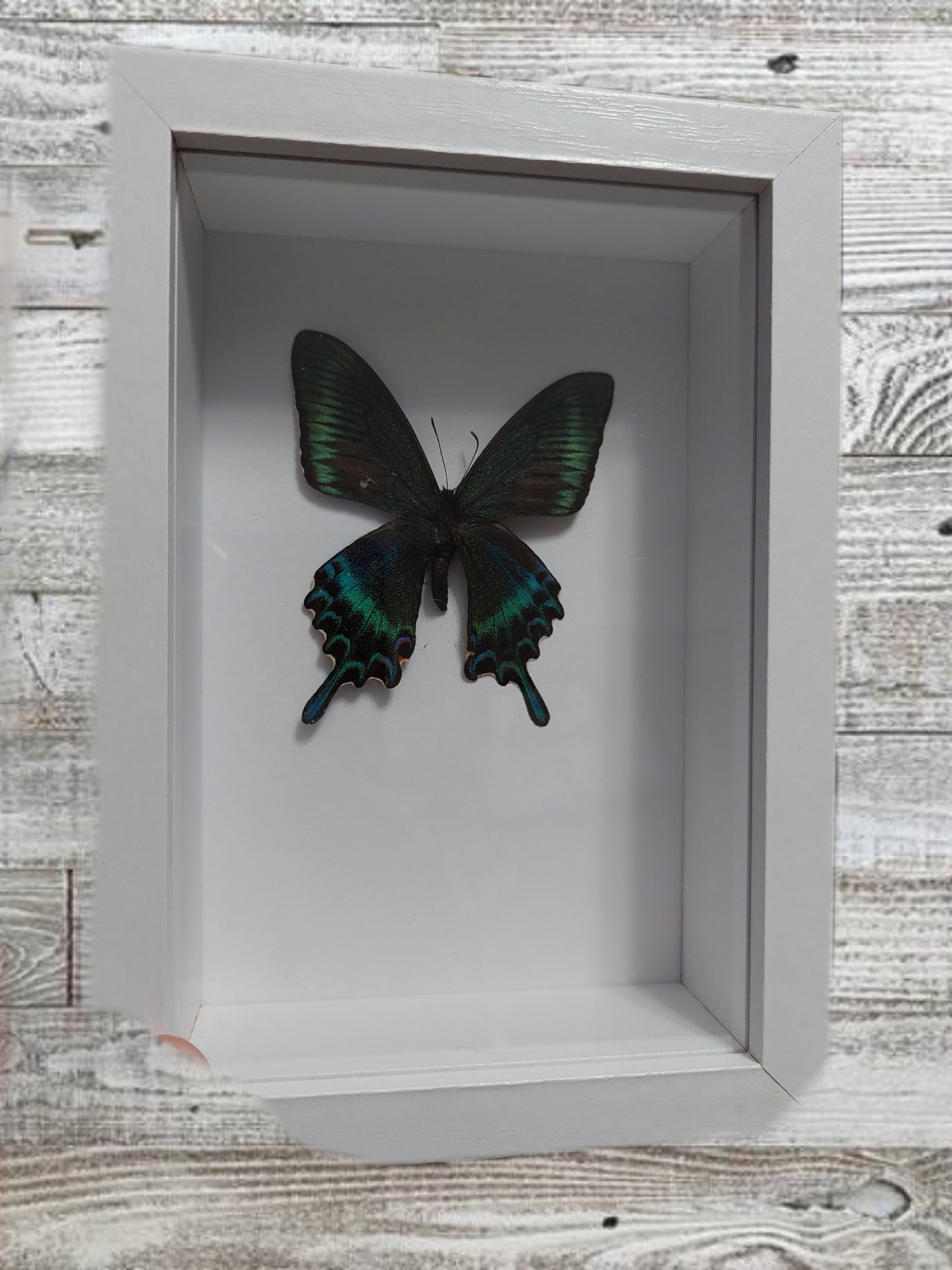 Handmade taxidermy butterfly shadow box